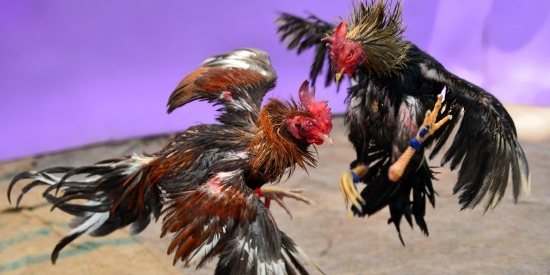 f8bet25 nổ hũ tiếng anh là gì