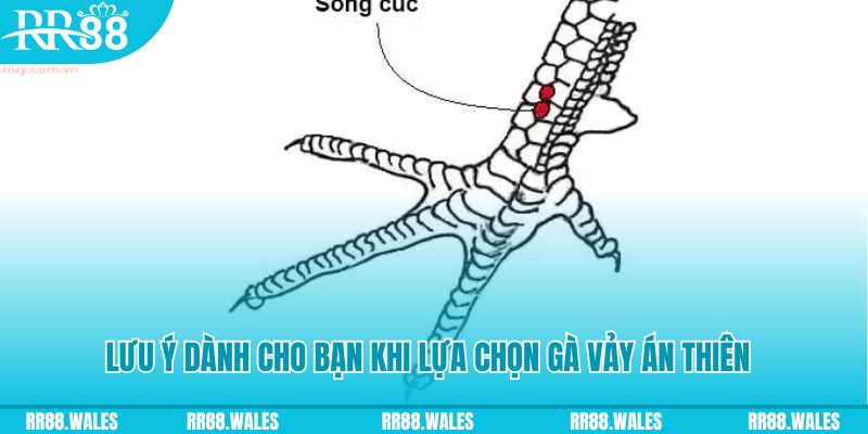 f8bet25 how to play roulette at casino