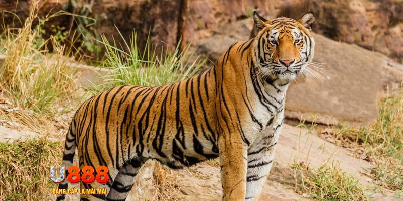 f8bet25 ban ca vip online