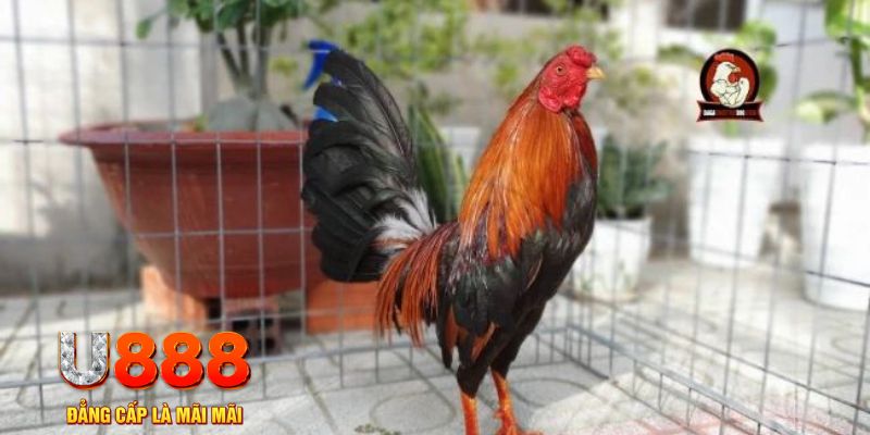 f8bet25 tải nổ hũ trên máy tính