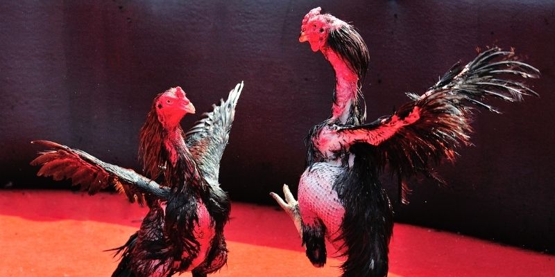 f8bet25 Spribe Điện Tử